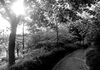 A walk in the park